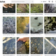 Screenshot of @thinfrog's TikTok page